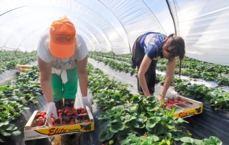 Ongoing Vacancies for Fruit Pickers in Canada